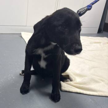 Bandit -  German Shepherd Dog Dog for Adoption in Crookston, Minnesota - Bandit | PetCurious