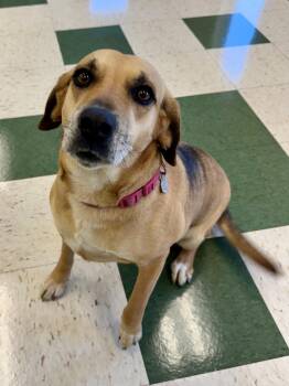 Beagle Dogs Available for Adoption in St. Joseph, Michigan - Willow | PetCurious