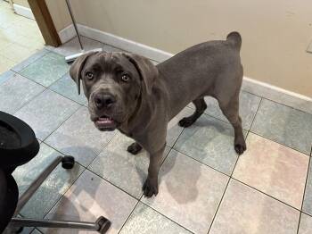 Cane Corso Dogs Available for Adoption in Northwood, Ohio - 7 MONTH OLD GOOFBALL!!! | PetCurious