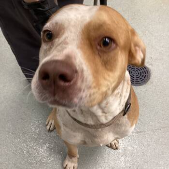 Rescue Terrier Dogs for Adoption in Abilene, Texas - Paranorman | PetCurious