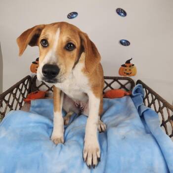 Katie Sue -  Hound and Mixed Breed Dog for Adoption in Fort Wayne, Indiana - Katie Sue | PetCurious
