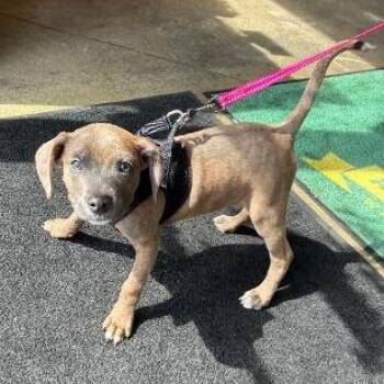 Clover -  Pit Bull Terrier and Mixed Breed Dog for Adoption in Mundelein, Illinois - Clover | PetCurious