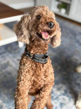 Apricot -  Miniature Poodle Dog for Adoption in Brunswick, Maine - Apricot | PetCurious