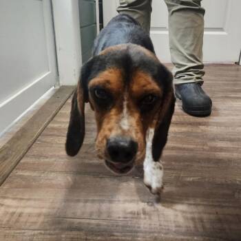 Beagle and Mixed Breed Dogs Available for Adoption in Evensville, Tennessee - Casper | PetCurious