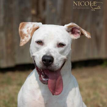 Rescue Mixed Breed Dogs for Adoption in Henderson, Kentucky - Winter | PetCurious