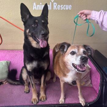 Rescue German Shepherd Dog Dogs for Adoption in Springfield, Missouri - Rex And Stella | PetCurious