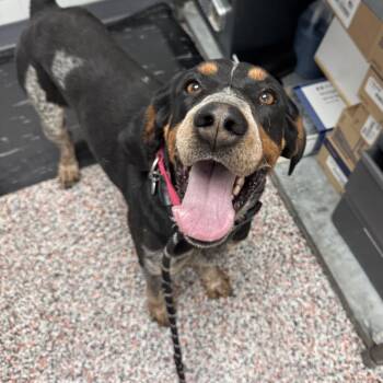 Hugh -  Mixed Breed Dog for Adoption in Salt Lake City, Utah - Hugh | PetCurious