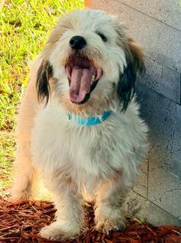 Gideon -  Lhasa Apso and Mixed Breed Dog for Adoption in Cape Coral, Florida - Gideon | PetCurious