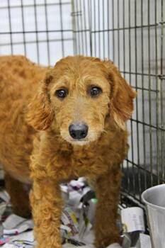 Evita -  Poodle and Mixed Breed Dog for Adoption in Morton Grove, Illinois - Evita | PetCurious