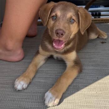 Davis -  Mixed Breed Dog for Adoption in Buffalo, Minnesota - Davis | PetCurious