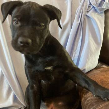 Ringo -  Rottweiler and Pit Bull Terrier Dog for Adoption in Idaho Falls, Idaho - Ringo | PetCurious
