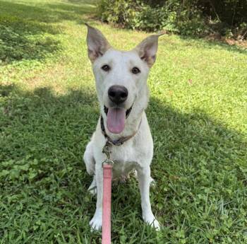Paisley -  Labrador Retriever and Australian Shepherd Dog for Adoption in Rochester, New York - Paisley | PetCurious