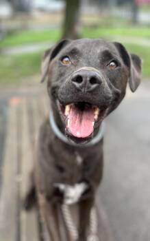 Miller -  Black Labrador Retriever and Pit Bull Terrier Dog for Adoption in Buffalo, New York - Miller | PetCurious