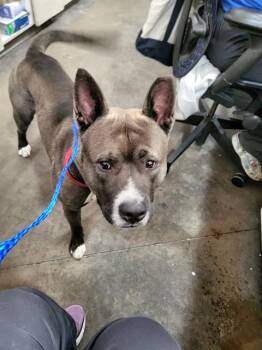 SHADE -  Mixed Breed Dog for Adoption in Dallas, Texas - SHADE | PetCurious