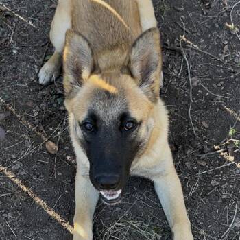 Belgian Shepherd Malinois Dogs Available for Adoption - Sarge PS | PetCurious
