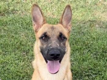 Ushari -  Mixed Breed Dog for Adoption in Georgetown, Texas - Ushari | PetCurious