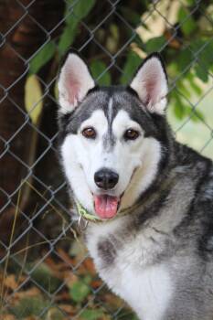 Star -  Husky Dog for Adoption in Hayward, Wisconsin - Star | PetCurious