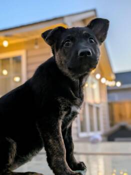 Labrador Retriever and Shepherd Dogs Available for Adoption - Violet | PetCurious