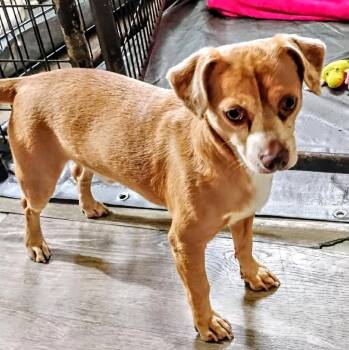 Rescue Chihuahua Dogs for Adoption in Thompson Falls, Montana - Alan | PetCurious