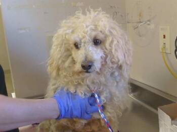 Poodle Dogs Available for Adoption - BURKE | PetCurious