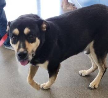 Blackberry/bear -  Shepherd Dog for Adoption in Kingman, Arizona - Blackberry/bear | PetCurious