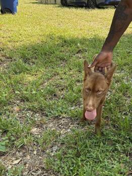 NINA -  Belgian Shepherd Malinois Dog for Adoption in Doral, Florida - NINA | PetCurious