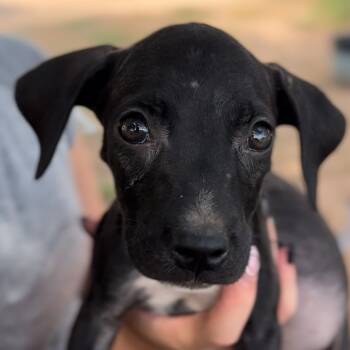 Rescue Boxer and Mixed Breed Dogs for Adoption in Midland, Texas - Tammy | PetCurious