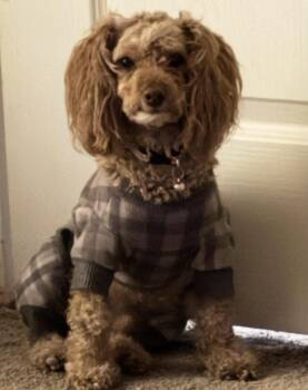 Sunni -  Maltipoo Dog for Adoption in Goodyear, Arizona - Sunni | PetCurious