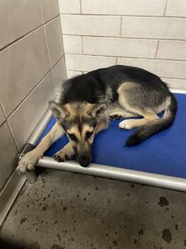 TURANGA -  German Shepherd Dog Dog for Adoption in Stockton, California - TURANGA | PetCurious