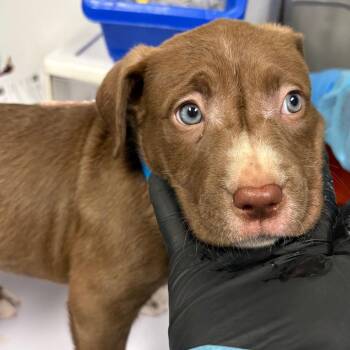 Walrus -  Labrador Retriever Dog for Adoption in Yuma, Arizona - Walrus | PetCurious