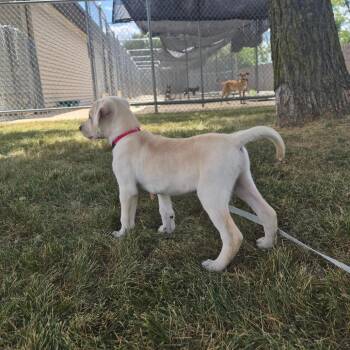 Gunner -  Mixed Breed Dog for Adoption in Woodstock, Illinois - Gunner | PetCurious