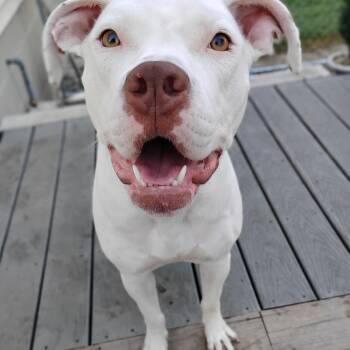 Rescue Great Dane Dogs for Adoption in Salisbury, Maryland - Blizzy | PetCurious