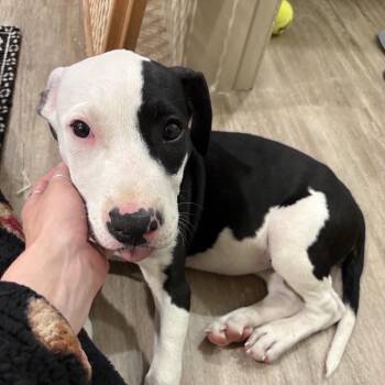 Mixed Breed Dogs Available for Adoption in Hendersonville, North Carolina - Jen | PetCurious