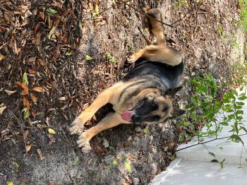 Frankie -  German Shepherd Dog Dog for Adoption in Lakewood Ranch, Florida - Frankie | PetCurious