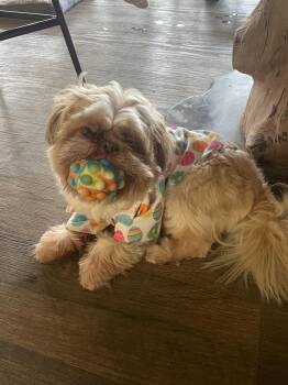 Shih Tzu Dogs Available for Adoption - Frankie | PetCurious