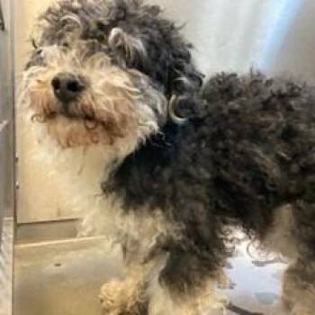 Mixed Breed and Poodle Dogs Available for Adoption in York, Pennsylvania - YORK-Stray-15403 | PetCurious
