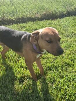 Rescue Labrador Retriever Dogs for Adoption in Midway, Utah - Harley | PetCurious