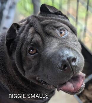 Rescue Shar Pei Dogs for Adoption in Cameron, North Carolina - BIGGIE SMALLS | PetCurious