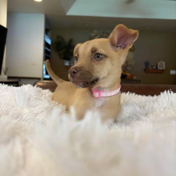 Jill -  Chiweenie and Black Mouth Cur Dog for Adoption in Gilbert, Arizona - Jill | PetCurious
