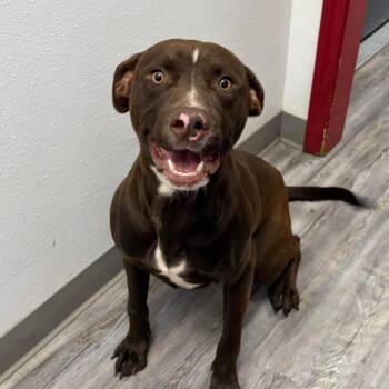 Maverick -  Labrador Retriever and Mixed Breed Dog for Adoption in Little Rock, Arkansas - Maverick | PetCurious