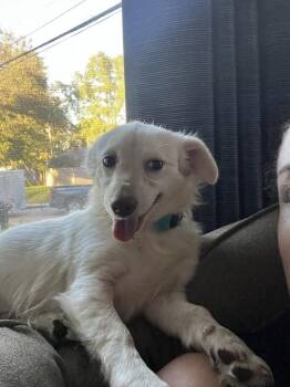 Albini Weenie 1389 -  Terrier Dog for Adoption in Plymouth, Michigan - Albini Weenie 1389 | PetCurious