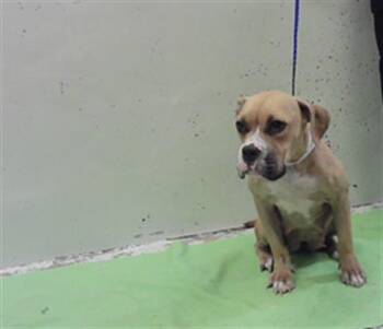 BON-BON -  Staffordshire Bull Terrier and Mixed Breed Dog for Adoption in Houston, Texas - BON-BON | PetCurious