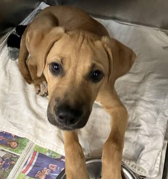 Fox -  Mixed Breed Dog for Adoption in Parma, Ohio - Fox | PetCurious
