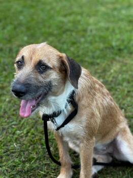 Rescue Mixed Breed Dogs for Adoption in Mettawa, Illinois - Gracie- Scruffy Sweet Sensitive Girl | PetCurious