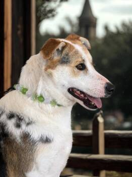 Australian Shepherd Dogs Available for Adoption - Maggie  | PetCurious