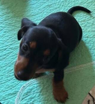 GALADRIEL PUP -  Dachshund Dog for Adoption in Georgetown, Kentucky - GALADRIEL PUP | PetCurious