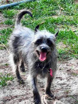 Max -  Yorkshire Terrier and Chihuahua Dog for Adoption in Sanford, North Carolina - Max | PetCurious