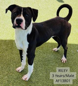 Pit Bull Terrier and Mixed Breed Dogs Available for Adoption - Riley | PetCurious