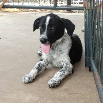 Salty -  Australian Cattle Dog Blue Heeler and Mixed Breed Dog for Adoption in Dover, Arkansas - Salty | PetCurious