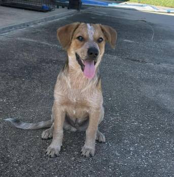 Ranger -  Australian Cattle Dog Blue Heeler Dog for Adoption in Lucedale, Mississippi - Ranger | PetCurious